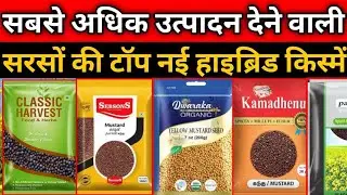 Sarson ki top variety |Best variety of Mustard | Mustard New seed | Sarso ki kheti | Mustard farming