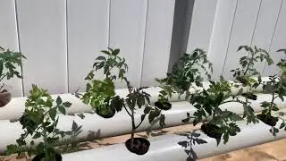 My First hydroponic System