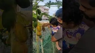 Papaya #corn #love #shorts #trending #viral #cute #papaya #dairymilk #candy #babies #kids