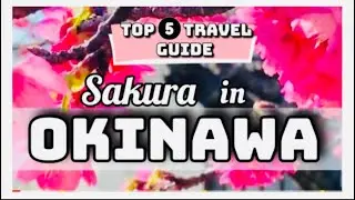 OKINAWA CHERRY BLOSSOMS #cherryblossoms #sakurainjapan