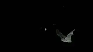 Microbat echolocation slow motion 🦇