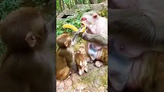 #monkey #funnyvideo #animal #youtubeshorts