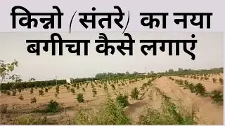 Kinnow (Citrus Fruit) Cultivation-New Orchard Plantation/किन्नो ( सिटर्स) का नया बगीचा कैसे लगाएं.