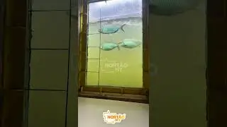Pescador mostra detalhes da UHE de Col&iacute;der