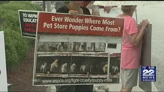 Animal advocates protest Springfield pet store