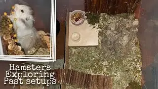 Hamsters Exploring Past Setups | World With Hamsters