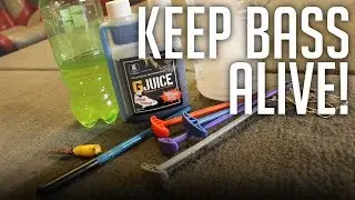 I'M BACK! || How To Keep Bass ALIVE In The Heat Of Summer! (Fish Care 101)