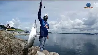 CASTING BARRACUDA PART 2 |Mancing pinggiran |  Ikan Predator Bergigi Tajam