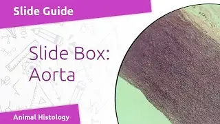 Virtual Slide: Blood Vessels - Human Aorta