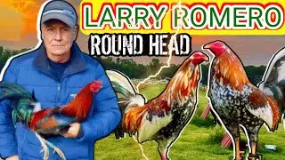 Larry Romero Y Sus RH Patas Blancas/ Pies de Cría 💥💥💥🐓🐓🐓🔥🔥