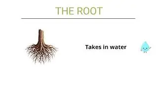 PLANTS - PARTS OF PLANT