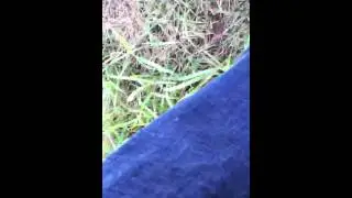 Wild horse encounter