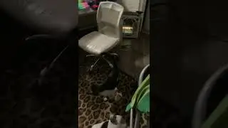 Late Night Zoomies