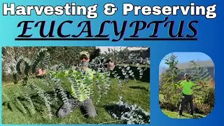Сбор и сохранение эвкалипта.