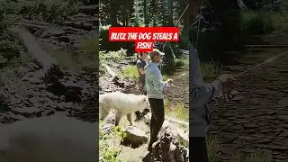Dog Steals a Fish! #fishing #dogthief #dog #malamute #hyohwu