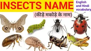 Insects Name in Hindi | Insects Name with Pictures | कीड़े-मकोड़े के नाम | Insects Name in English |