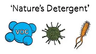 Hydroxyls: Nature's Detergent