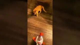 fanny animals 2 #animals #fannyanimals #fannyvideo #lol #meme #cat #memeanimals #1000subscriber