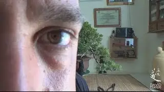 Junípero en cascada parte 2