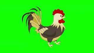 Cartoon Hen Walking green screen video freedownload / Murga walking copyright free