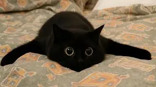Funny Sleeping Cats Compilation 💤 Try Not to Laugh!