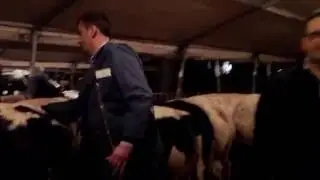 Mijn stuk vlees kopen op de veemarkt