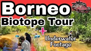 Borneo Biotope Tour with Fishpal Germany, Fishing Net in Blackwater Stream and Underwater Footage