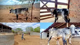 MAIS UMA NOVILHA , DEU  CRIA, RECORD DE VACAS, TUDO CRIAÇÃO DA PROPRIEDADE. 