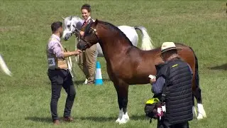 Merlod Cymreig Teip Cob - Ebol 3 | Welsh Ponies Cob Type - Colt 3 yr old