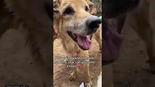 #help #donate #helpdogs #pets #adoptstrays #youtubeshorts
