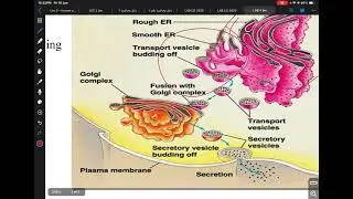 Medical biology/ lec.4 ￼/ endoplasmic reticulum 