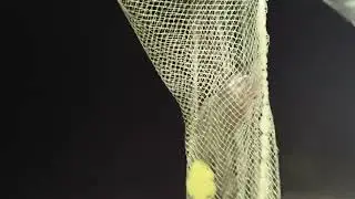  तांबोशी मासा |Red snapper fish catching late night..