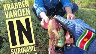 Krabben vangen in Suriname ,bij de kust strook van de Atlantische oceaan (crab hunting)