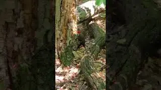 The most beautiful woodpecker you have ever seen. REDUCE VOLUME