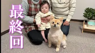 【最終回】ポメくん劇場、閉幕です！