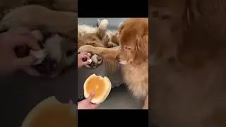 Dogs & Cats Being Their Adorable, Chaotic Selves!