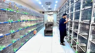 Visit Wajahat Munawar LoveBirds Breeding Setup|| Birds Farming|| Birds Business|| Business from Home