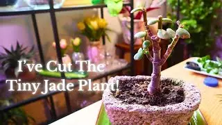 Pruning My Small Jade Plant - Not Too Much Bigger Than Before But I Keep Trying!