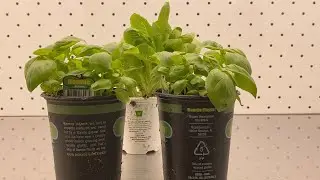 UF/IFAS Growth Chamber Facility