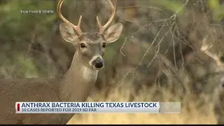 Texas animal health officials warning of major anthrax outbreak