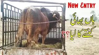 Hain Bhai Kitnay Ka Lia? | New Entry | | SS Tv Cattle Farm |