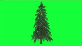 Animated Abies Fraseri tree Green Screen HD