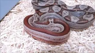 2020 Female Hypo Silver Motley het Sharp Albino Boa