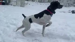 She Has A Good Point - German Shorthaired Pointer