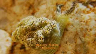 Strange Marine Organisms #ocean #seacreatures #marinelife #marineorganisms #rarecreatures