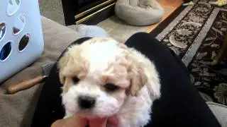 LillyBits Puppy Selection Part One - Cosmo's girls :)