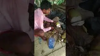 Freshness of Coconut Water #travel #india #water #westbengal #nature #healthy #shorts