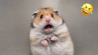 Funny Hamster Videos | Funny and Cute Moment of the Animals