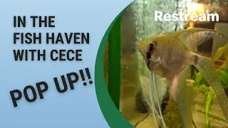 In the Fish Haven with Cece: Pop up!