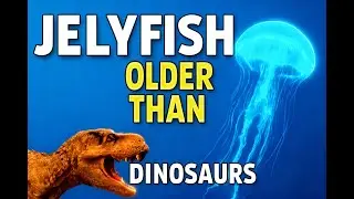 Jellyfish have existed for over 500 million years &mdash; older than dinosaurs.